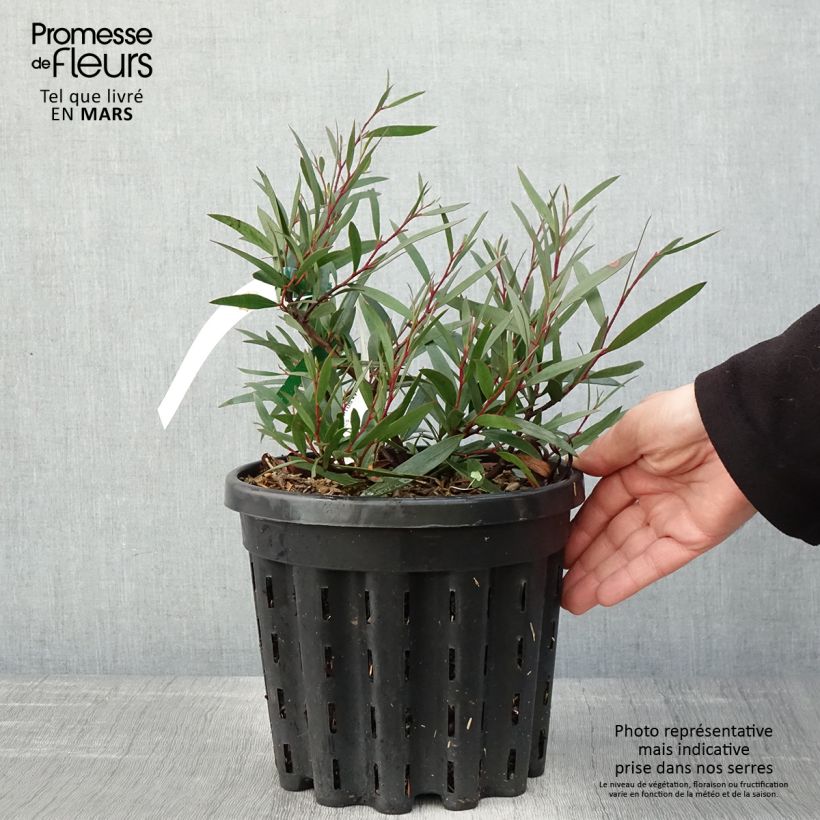 Spécimen de Eucalyptus kybeanensis - Mallée de Kybean Pot de 4L/5L, Pot anti-chignon tel que livré au printemps