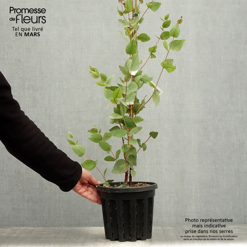 Spécimen de Eucalyptus leucoxylon Rosea Pot de 4L/5L, Pot anti-chignon tel que livré au printemps