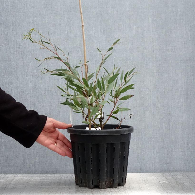 Spécimen de Eucalyptus mitchelliana - Gommier de Mount Buffalo Pot de 4L/5L, Pot anti-chignon tel que livré au printemps