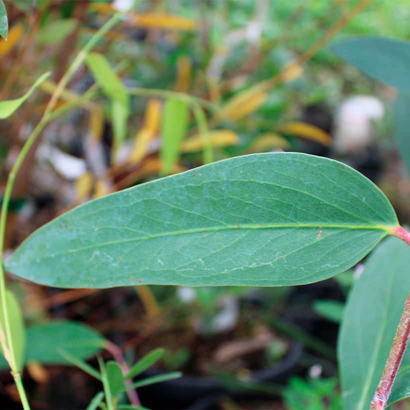 Eucalyptus mitchelliana - Gommier de Mount Buffalo (Feuillage)