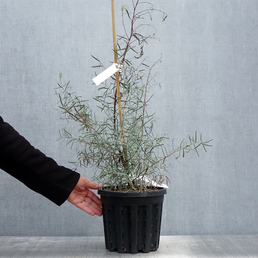 Spécimen de Eucalyptus nicholii - Gommier menthe de Nicol Pot de 4L/5L, Pot anti-chignon tel que livré au printemps