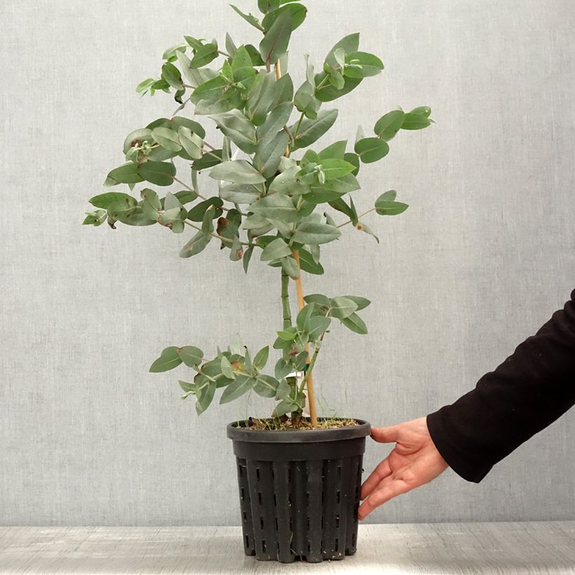 Example of Eucalyptus nitens - Gommier brillant Pot de 4L/5L, Pot anti-chignon as you get in printemps