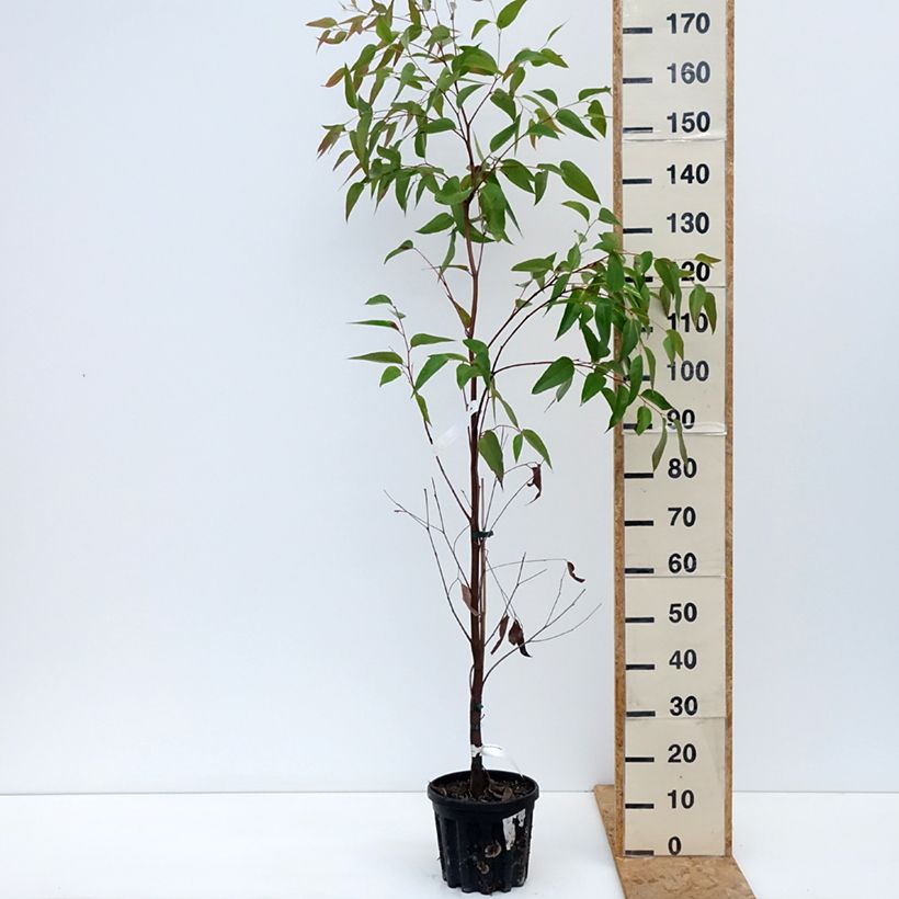 Spécimen de Eucalyptus obliqua - Eucalyptus géant Pot de 4L/5L, Pot anti-chignon tel que livré en automne