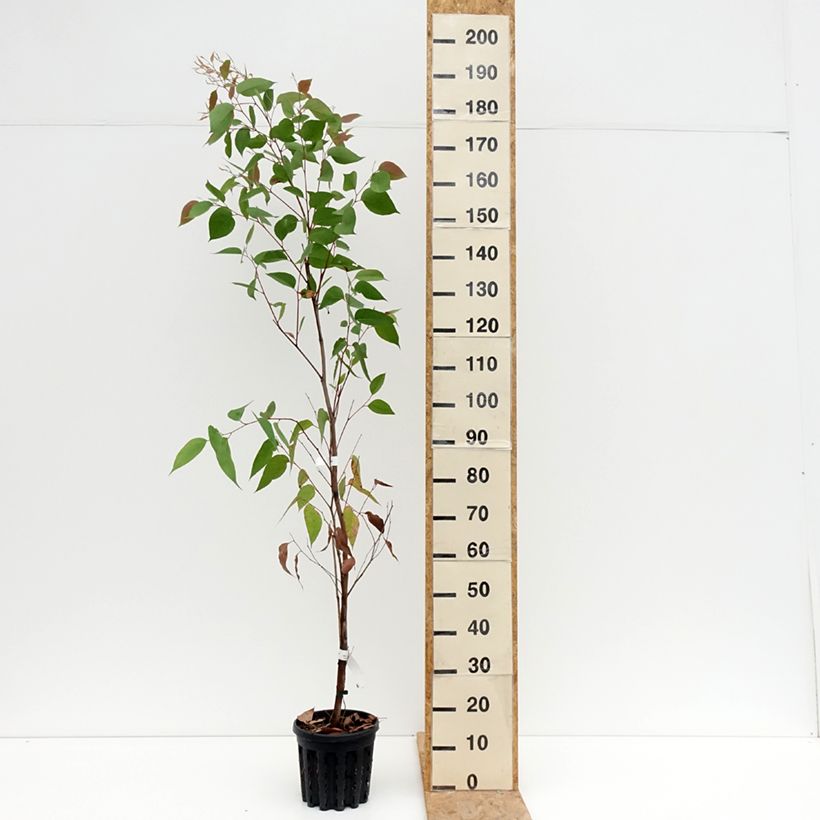 Spécimen de Eucalyptus obliqua - Eucalyptus géant Pot de 4L/5L, Pot anti-chignon tel que livré en été