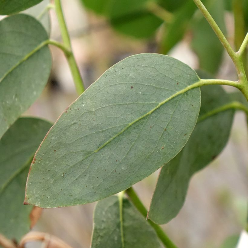 Eucalyptus pauciflora subsp. hedraia Falls Creek - Gommier des neiges (Feuillage)