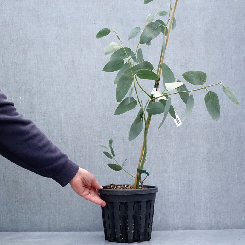 Spécimen de Eucalyptus pauciflora subsp. hedraia Falls Creek - Gommier des neiges Pot de 4L/5L, Pot anti-chignon tel que livré au printemps