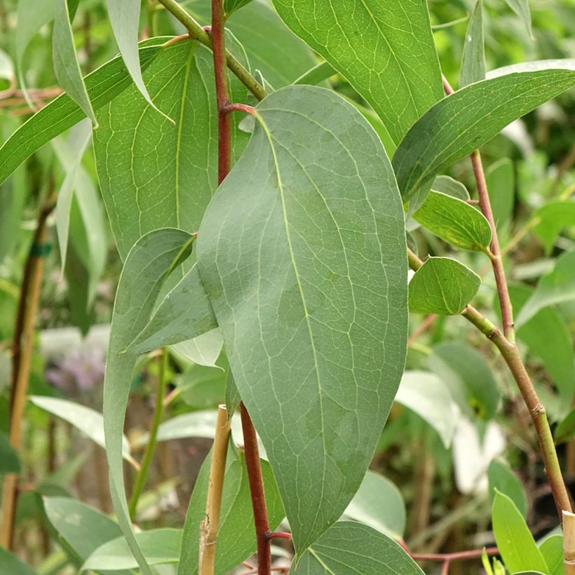Eucalyptus pauciflora subsp. pauciflora Adaminaby - Gommier des neiges (Feuillage)