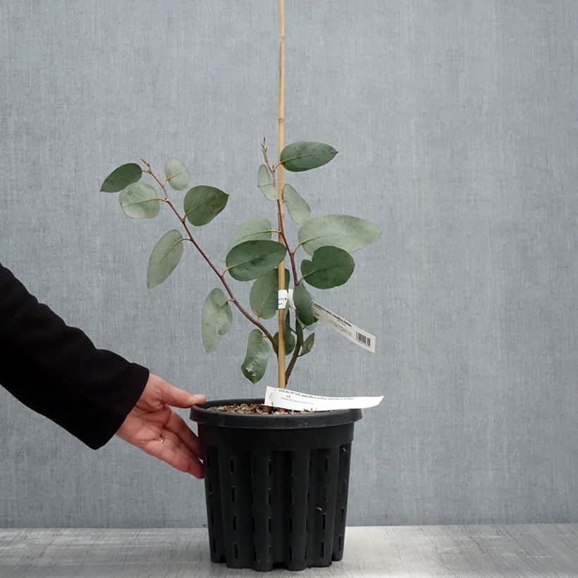 Spécimen de Eucalyptus pauciflora subsp. pauciflora Buffalo - Gommier des neiges Pot de 4L/5L, Pot anti-chignon tel que livré au printemps