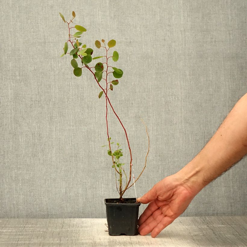 Spécimen de Eucalyptus polyanthemos - Gommier florifère Godet de 8/9 cm tel que livré au printemps