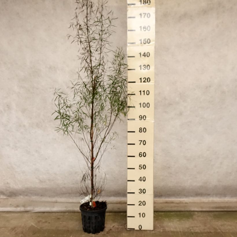 Spécimen de Eucalyptus pulchella - Gommier menthe poivrée blanche Pot de 4L/5L, Pot anti-chignon tel que livré en automne