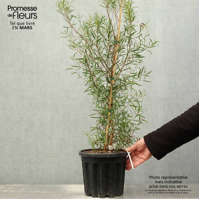 Spécimen de Eucalyptus pulchella - Gommier menthe poivrée blanche Pot de 4L/5L, Pot anti-chignon tel que livré au printemps