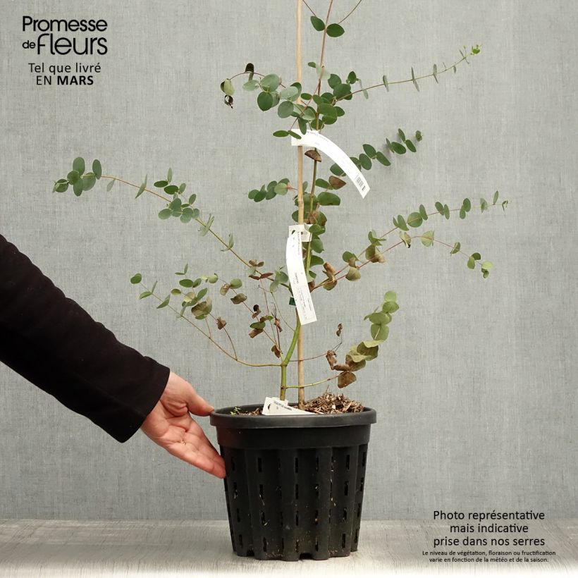 Spécimen de Eucalyptus saxatilis - Mallée des rochers Pot de 4L/5L, Pot anti-chignon tel que livré au printemps