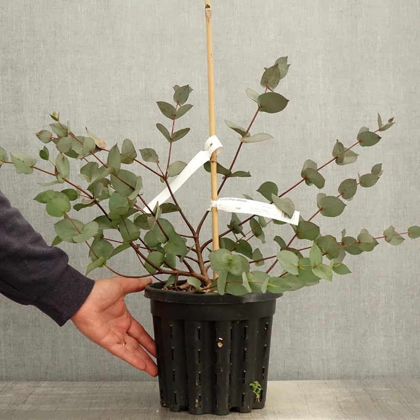 Spécimen de Eucalyptus stellulata Pot de 3L/4L, 40/60 tel que livré au printemps