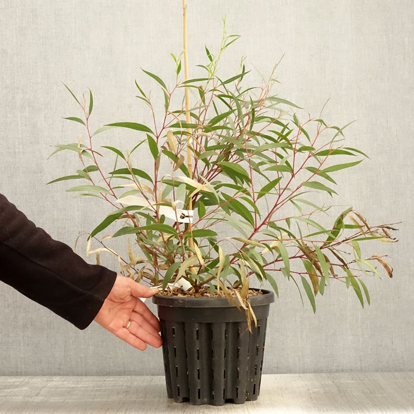 Spécimen de Eucalyptus stricta - Eucalyptus mallee des Blue Mountains Pot de 4L/5L, Pot anti-chignon tel que livré au printemps