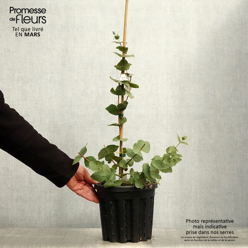Spécimen de Eucalyptus sturgissiana - Mallée d'Ettrema Pot de 4L/5L, Pot anti-chignon tel que livré au printemps