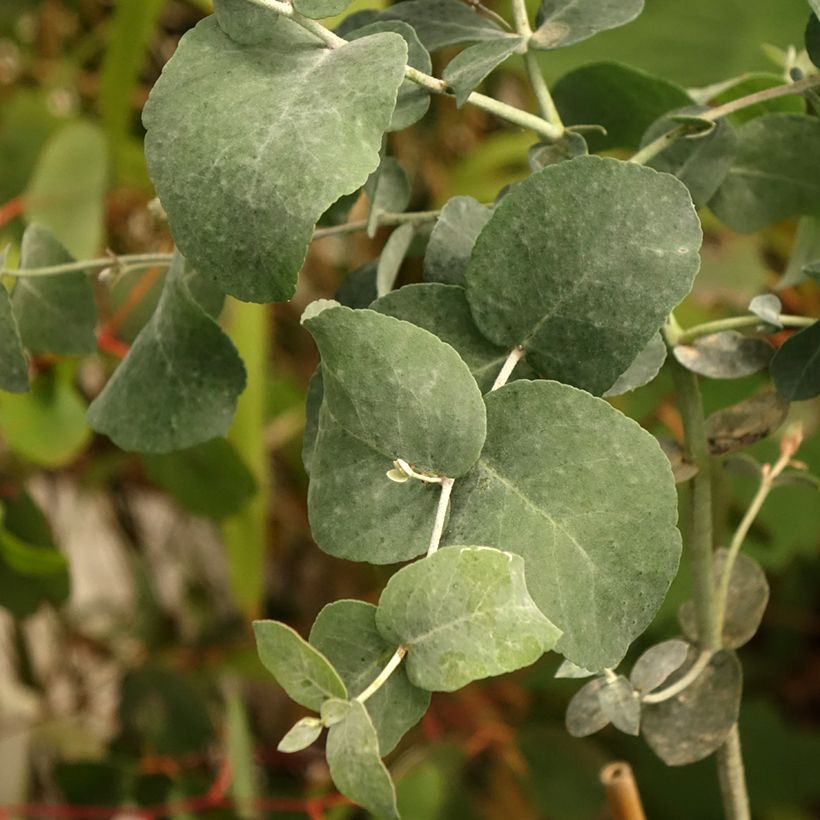 Eucalyptus urnigera forme glauque - Gommier à urnes (Feuillage)