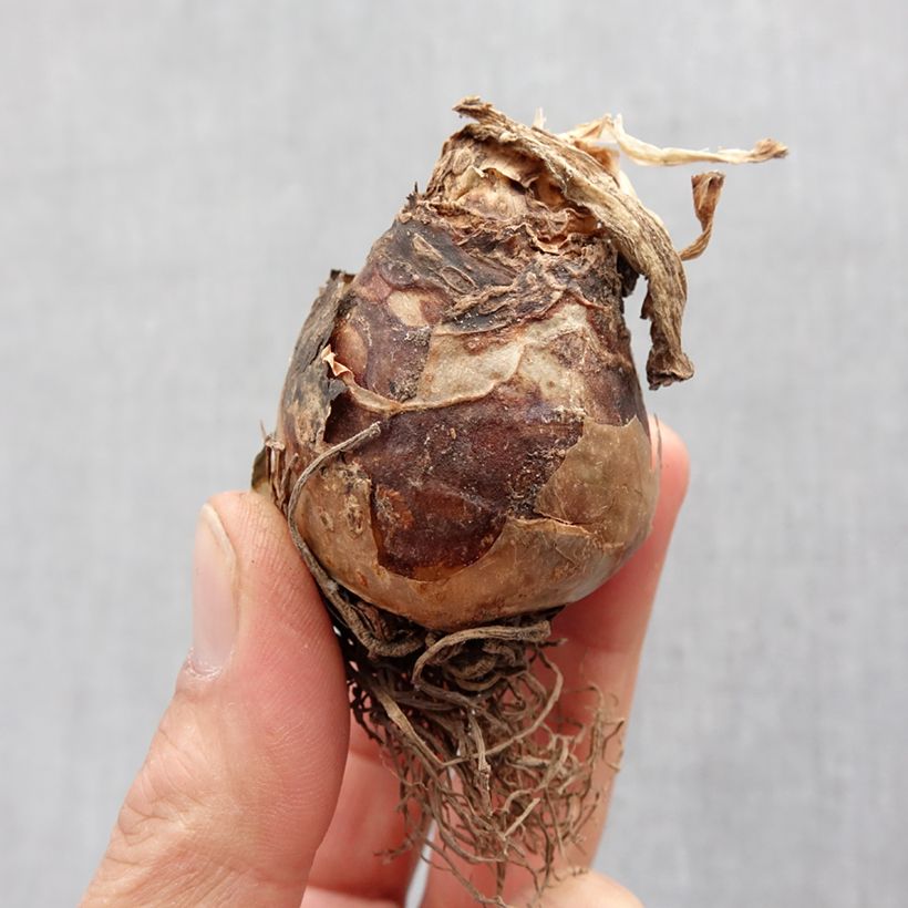 Example of Eucomis autumnalis - Eucomide Bulbe calibre 14+ as you get in printemps