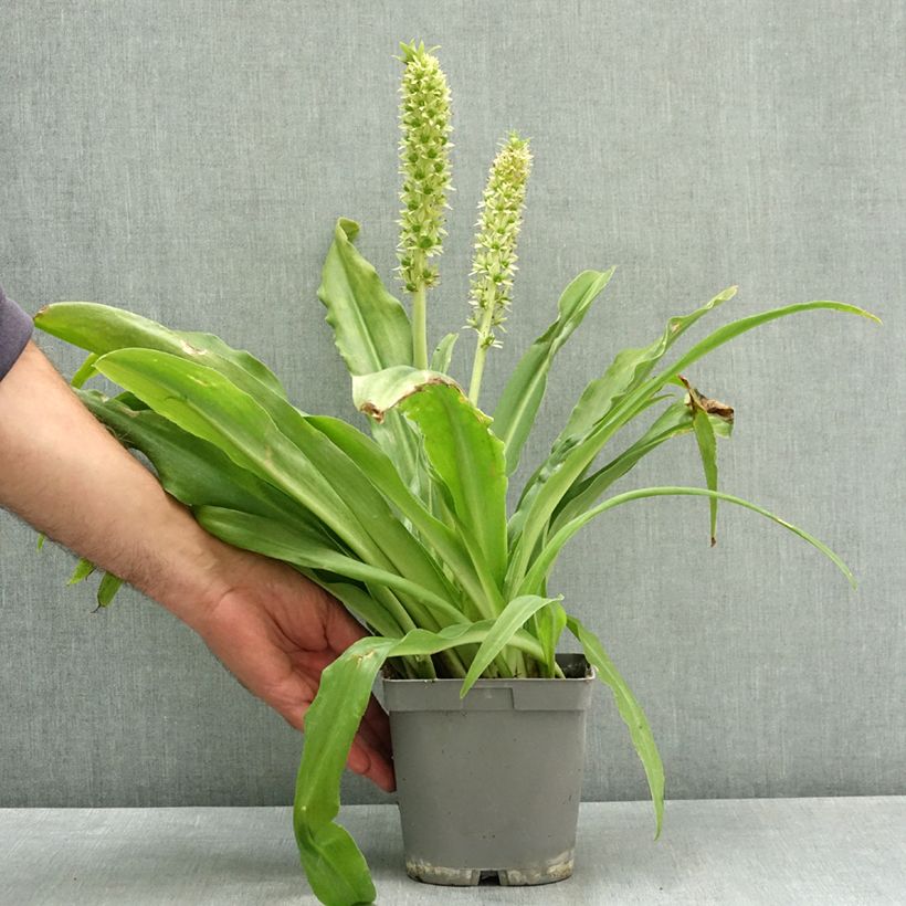 Spécimen de Eucomis autumnalis - Eucomide Pot de 2L/3L calibre 14/16 tel que livré en été