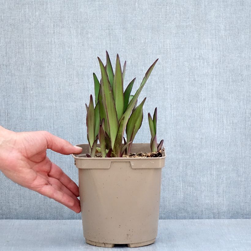 Example of Eucomis comosa Can Can - Fleur ananas Pot de 3L/4L calibre 18/20 as you get in printemps