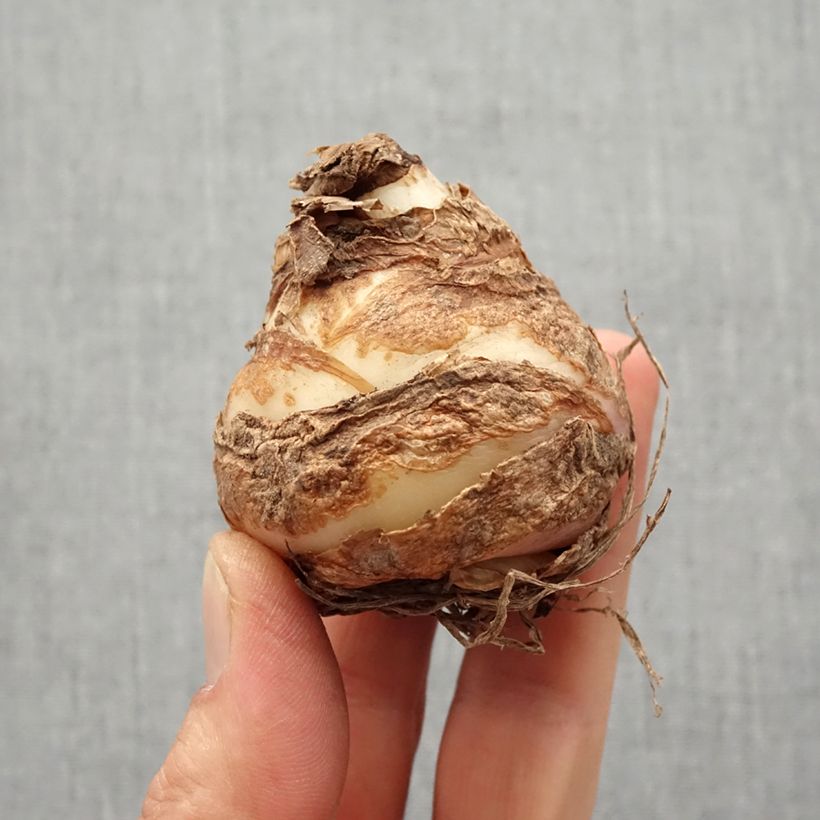 Example of Eucomis comosa Leia - Eucomide rose  Bulbe calibre 18+ as you get in printemps