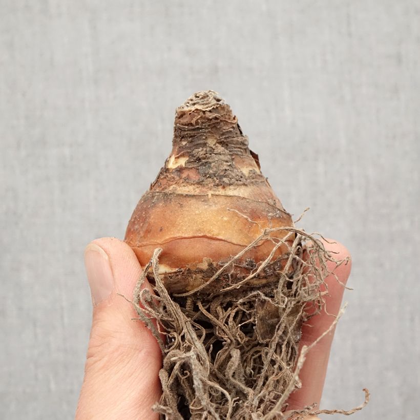 Example of Eucomis comosa Sparkling Burgundy®  - Eucomide rose à feuillage pourpre Bulbe calibre 18 as you get in printemps