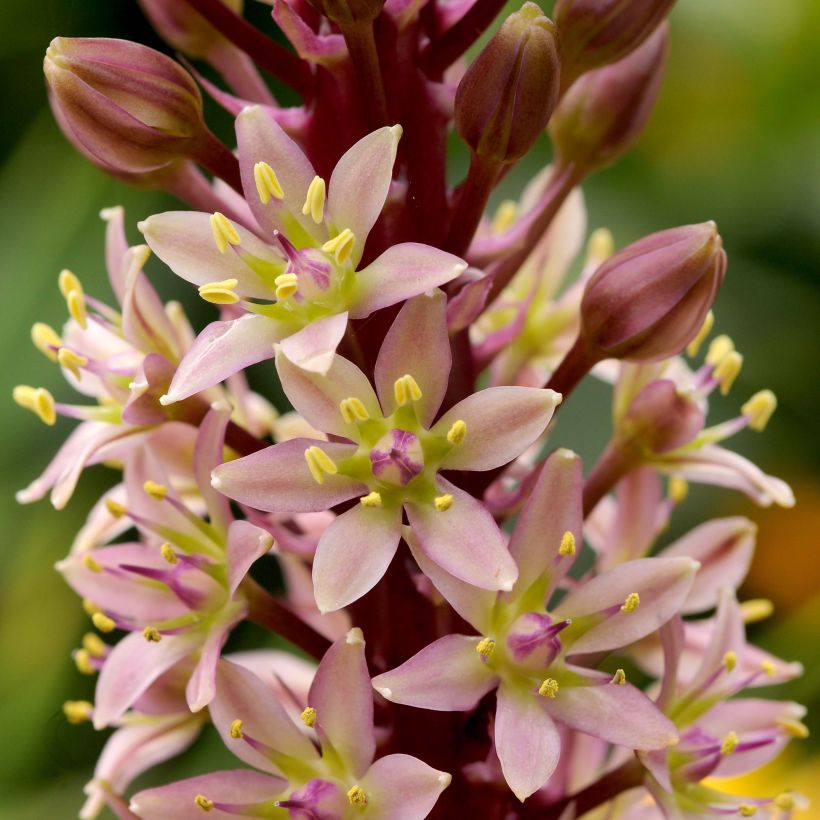 Eucomis comosa Sparkling Rosy®  - Eucomide rose  (Flowering)