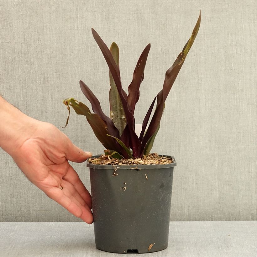 Spécimen de Eucomis Purple Reign - Fleur ananas Pot de 1L/1,5L calibre 14+ tel que livré en été