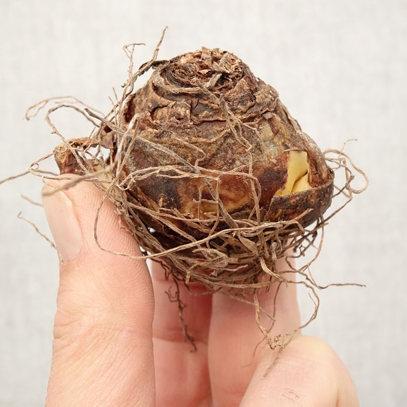 Example of Eucomis vandermerwei - Eucomide panachée  Bulbe calibre 12+ as you get in printemps