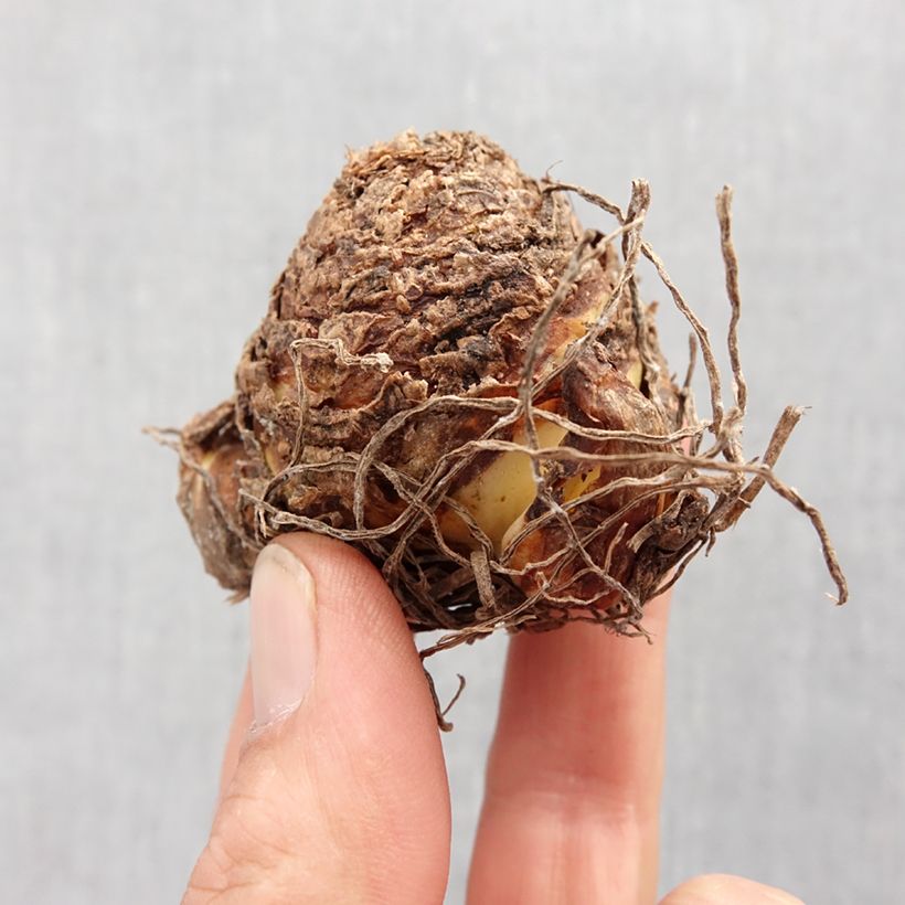 Example of Eucomis vandermerwei Octopus Bulbe calibre 12+ as you get in printemps