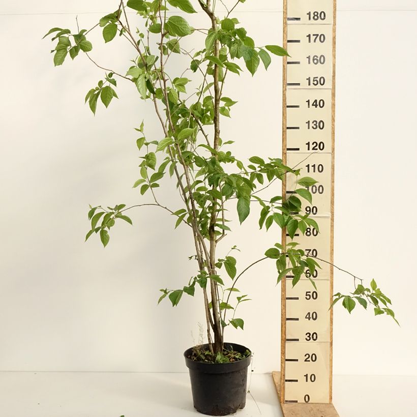 Spécimen de Eucommia ulmoides - Arbre à gutta-percha Pot de 12L/15L tel que livré au printemps