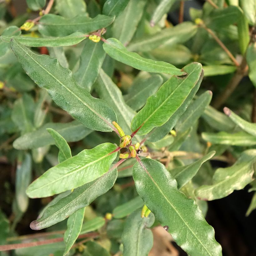 Eucryphia moorei - Eucryphia de Moore (Feuillage)