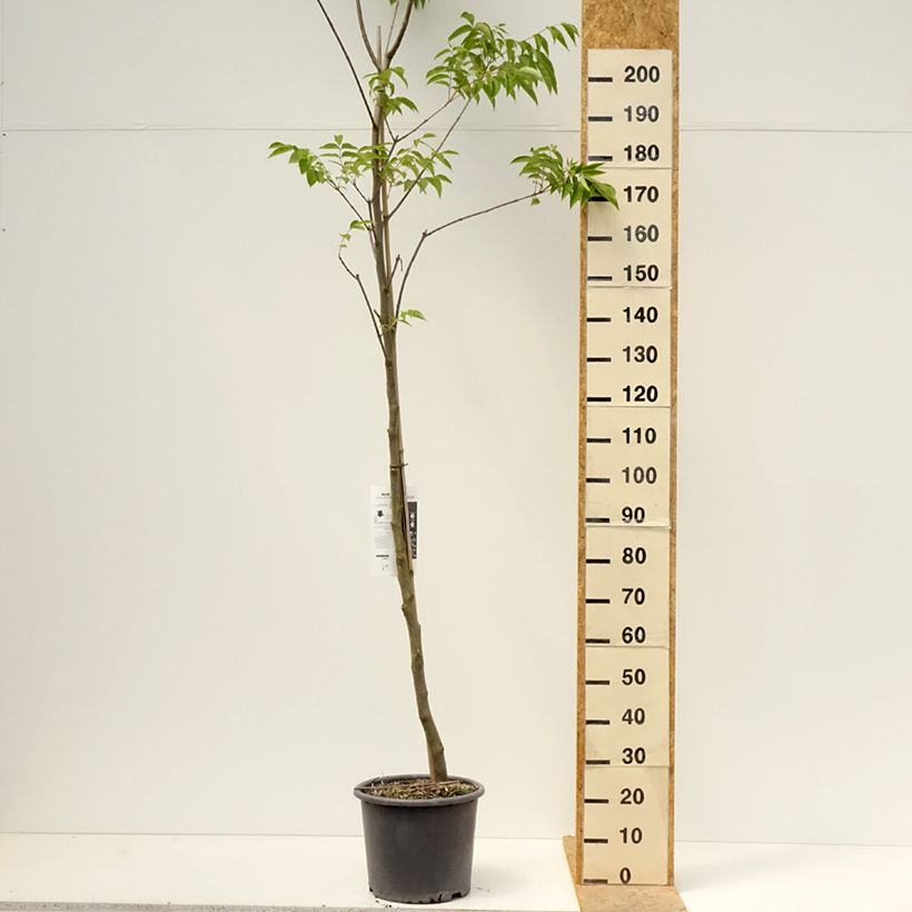 Example of Euodia danielii - Arbre à miel Pot de 12L/15L, Baliveau as you get in printemps