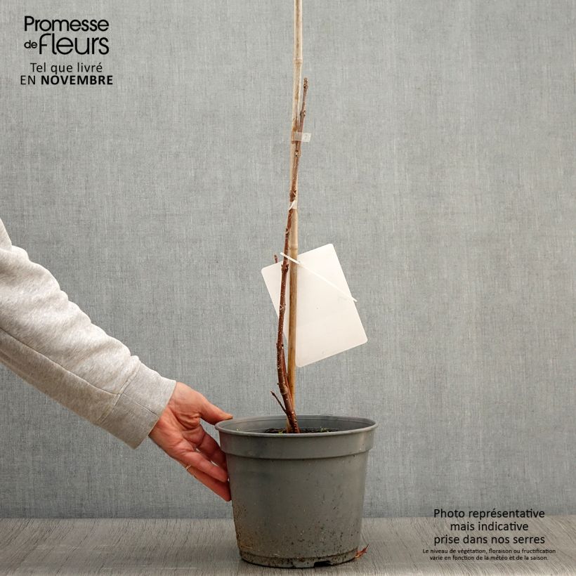 Spécimen de Euodia danielii - Arbre à miel Pot de 4L/5L tel que livré en automne