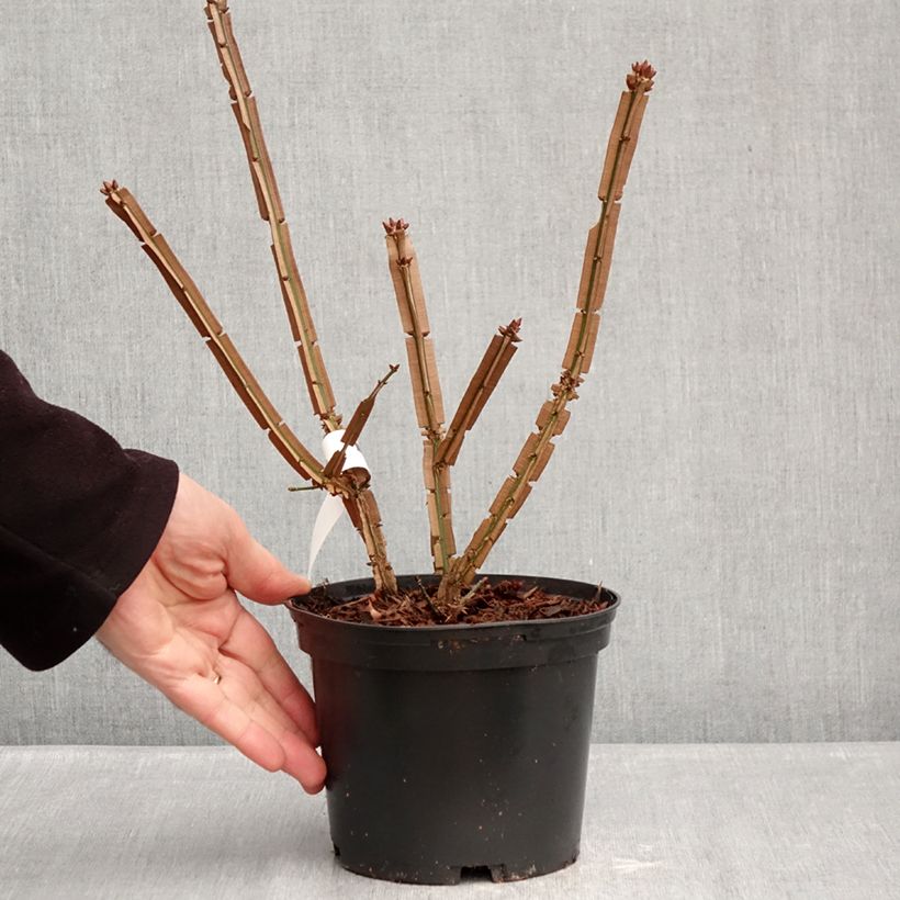 Spécimen de Euonymus alatus Blade Runner - Fusain ailé nain Pot de 2L/3L tel que livré en hiver