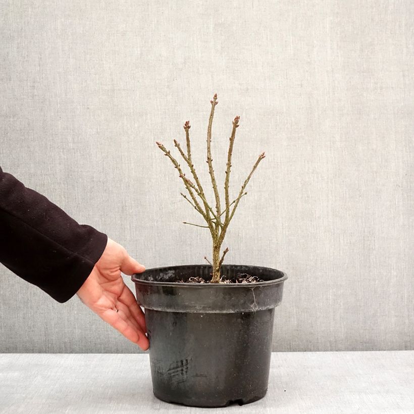 Example of Euonymus alatus Fire Ball - Fusain ailé nain Pot de 4L/5L as you get in hiver