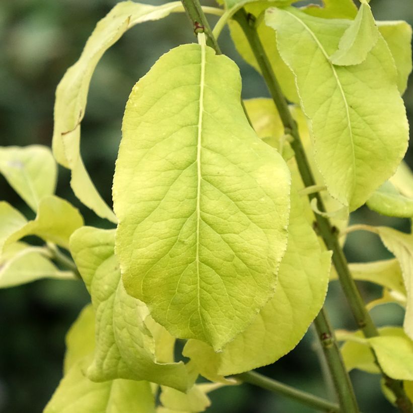 Euonymus europaeus Albus - Fusain d'Europe (Feuillage)