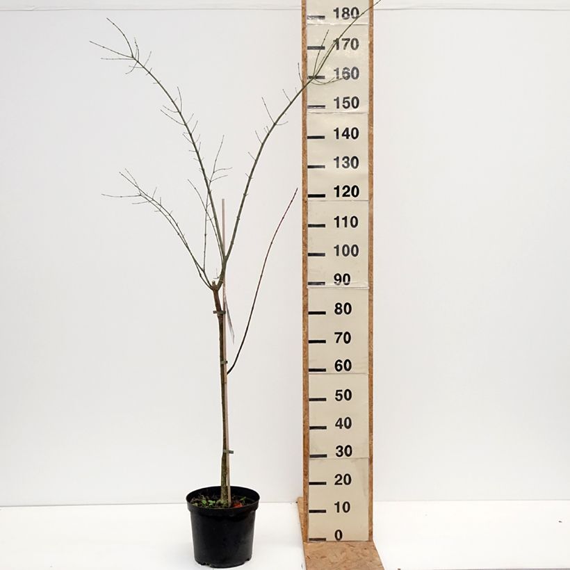 Spécimen de Euonymus europaeus Albus - Fusain d'Europe Pot de 7,5L/10L tel que livré en automne