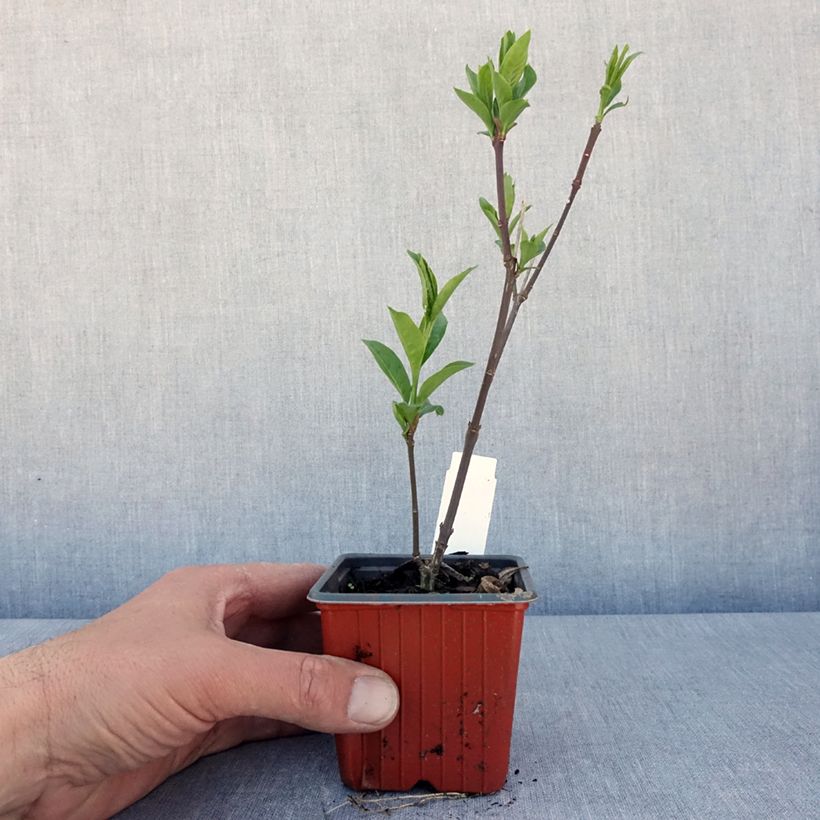 Example of Euonymus europaeus Red Cascade - Fusain d'Europe Godet de 8/9 cm as you get in printemps