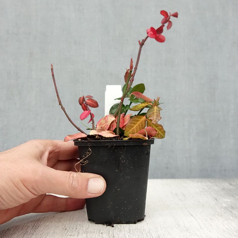 Spécimen de Euonymus fortunei Coloratus - Fusain rampant Godet de 8/9 cm tel que livré en automne