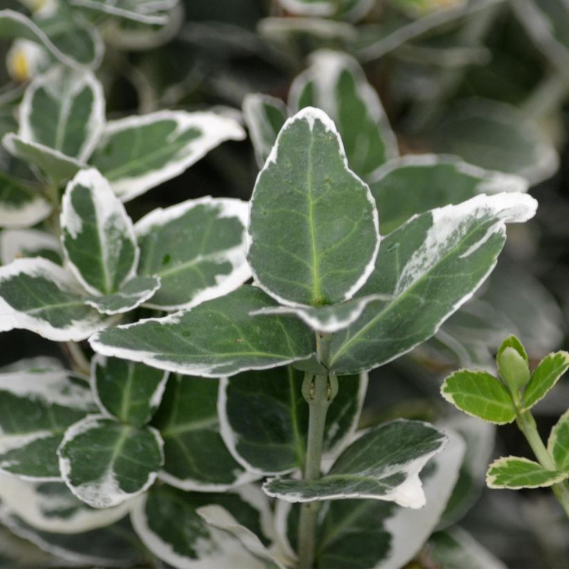Euonymus fortunei Emerald Gaiety - Fusain (Foliage)