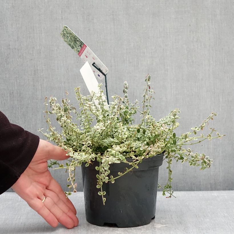 Spécimen de Euonymus fortunei Silver Carpet - Fusain persistant Pot de 2L/3L tel que livré en hiver