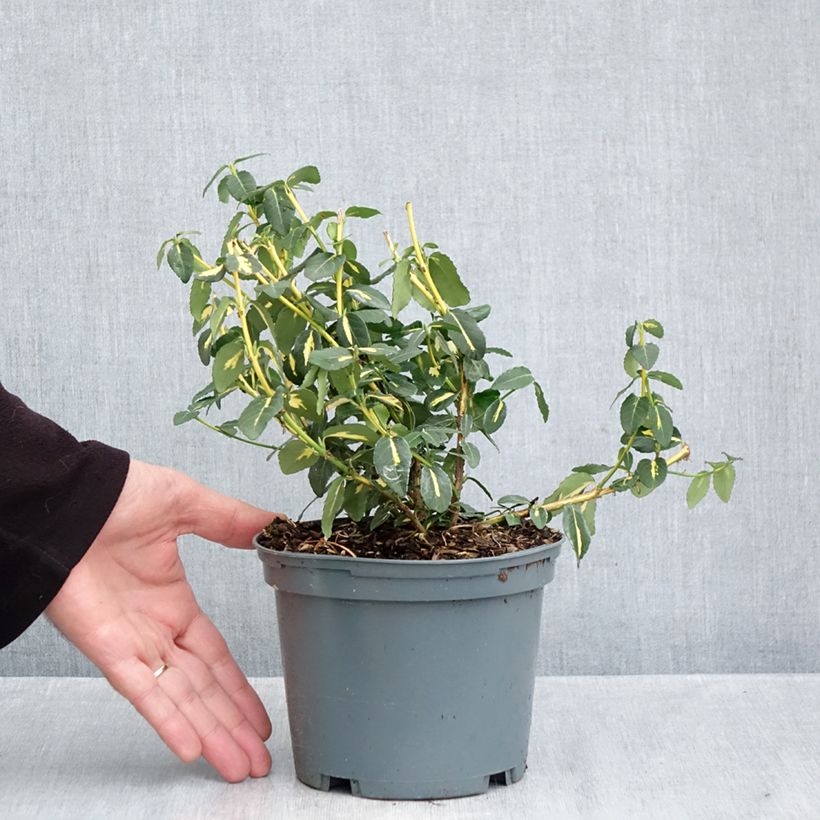 Spécimen de Euonymus fortunei  Sunspot - Fusain persistant Pot de 2L/3L tel que livré en automne