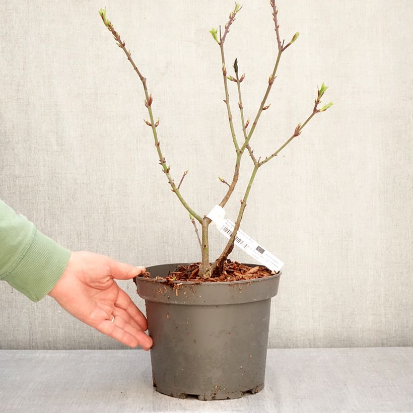 Example of Euonymus grandiflorus Ruby Wine - Fusain Pot de 4L/5L as you get in hiver