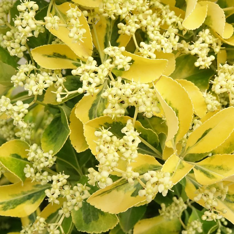 Euonymus japonicus Aureus - Fusain du Japon (Floraison)