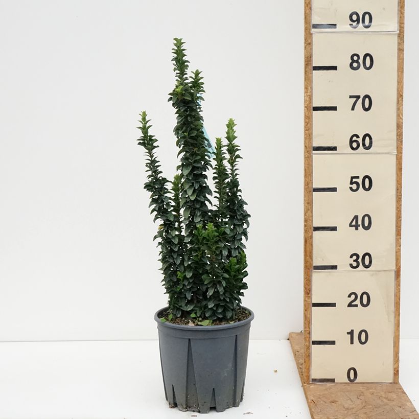 Spécimen de Euonymus japonicus Benkomasaki (Erecta) Pot de 7,5L/10L tel que livré en automne