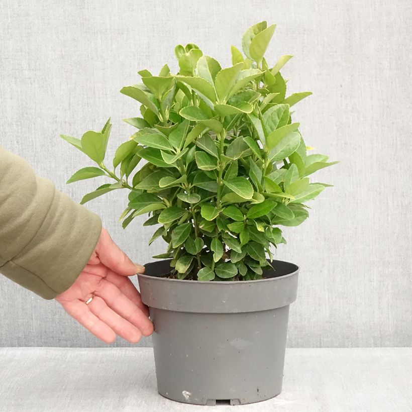Spécimen de Euonymus japonicus El Dorado - Fusain du Japon Pot de 3L/4L tel que livré en hiver
