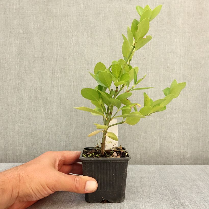 Spécimen de Euonymus japonicus - Fusain du Japon Godet de 8/9 cm tel que livré en été