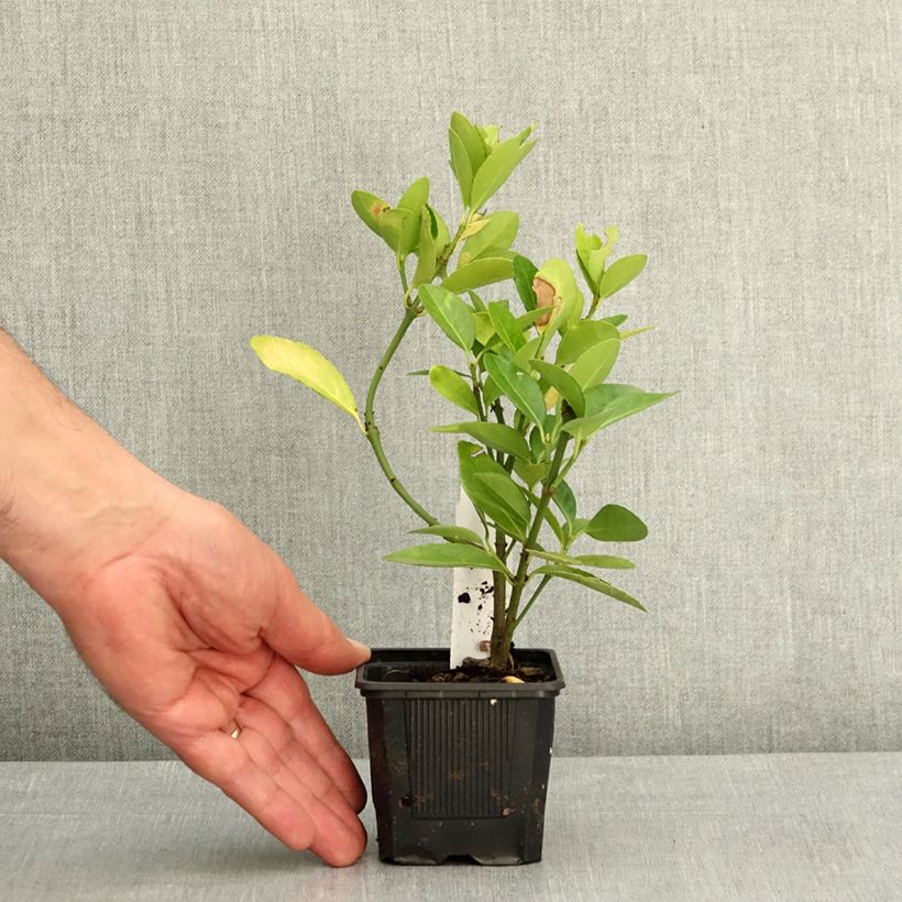 Spécimen de Euonymus japonicus - Fusain du Japon Godet de 8/9 cm tel que livré au printemps