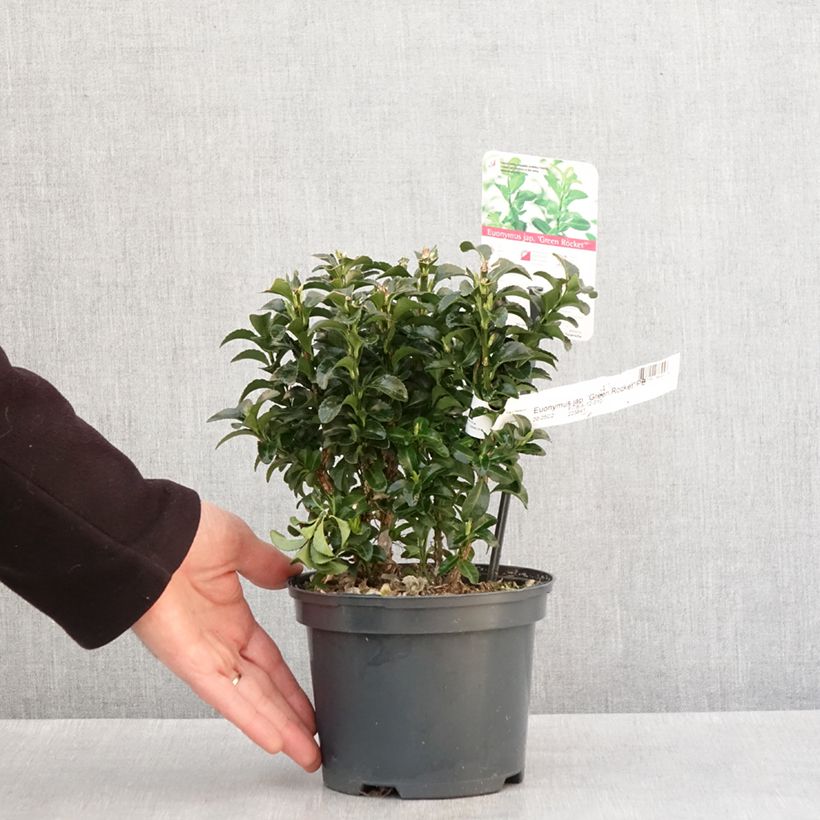 Spécimen de Euonymus japonicus Green Rocket - Fusain du Japon érigé Pot de 2L/3L tel que livré en hiver