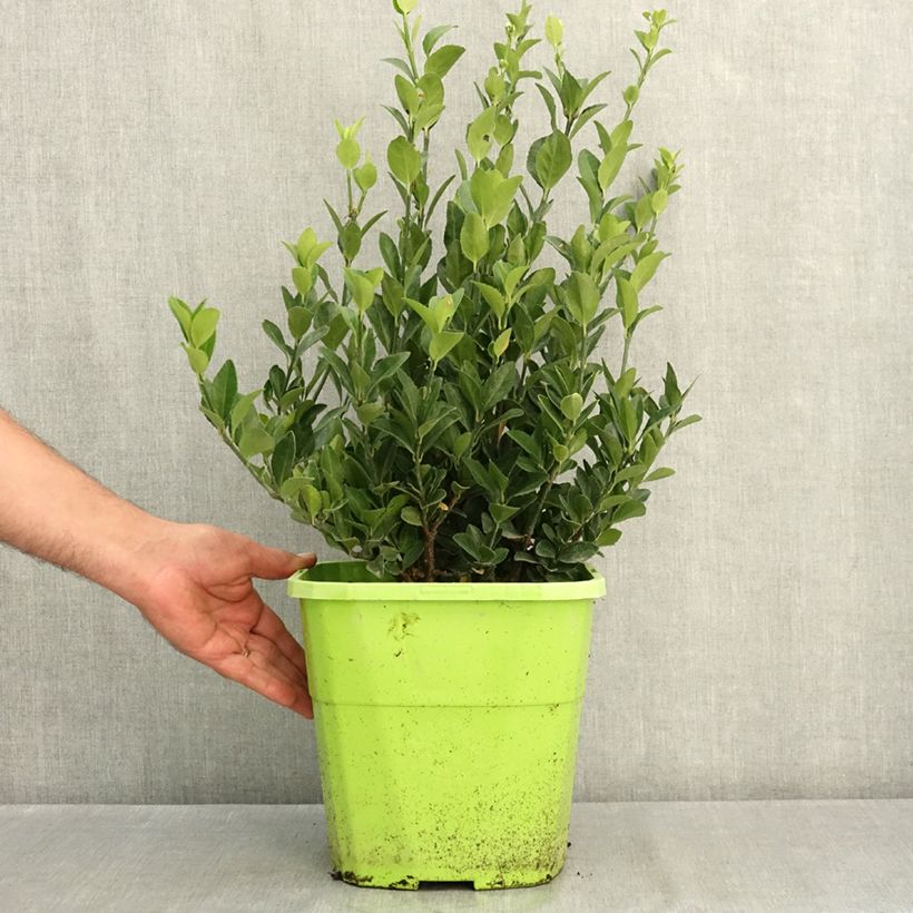 Spécimen de Euonymus japonicus Himalaya - Fusain du Japon Pot de 7,5L/10L tel que livré en été